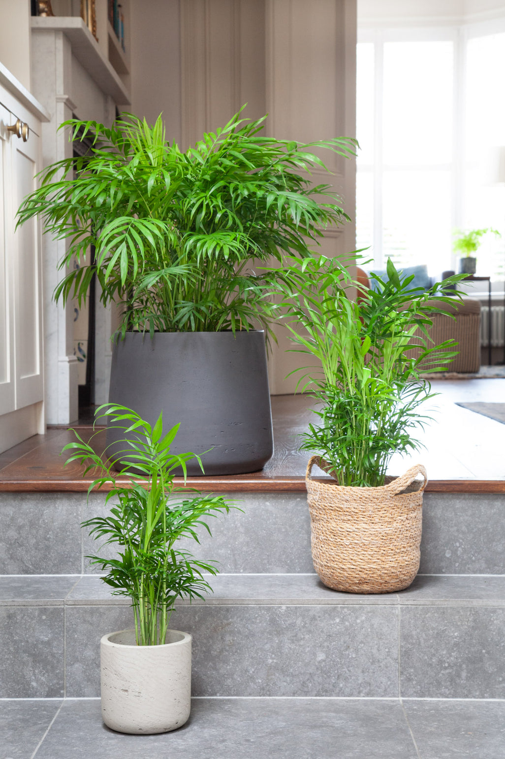 files/IndoorPlants_4-JamiesHouse29.11.2023-024_bce1fc81-c405-4090-8d90-fb710df68575.jpg